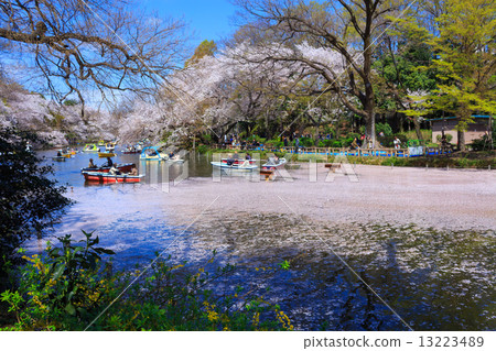Cherry blossoms at Tokyo Inokashira Park Cherry blossoms at Tokyo Inokashira Park 13223489
