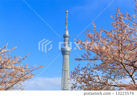 東京天空樹和櫻花 13223579