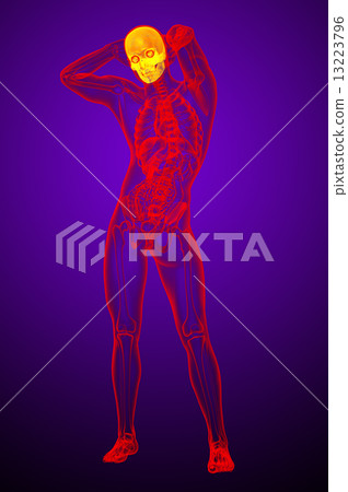 3d render medical illustration of the human skull 3d render medical illustration of the human skull 13223796