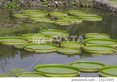 Paraguay onivas of Okayama-shi solder mountain botanical garden 13223905