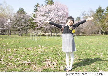 First-year students and cherry blossoms 13223926