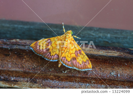Close up of moth 13224099
