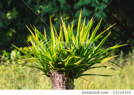 Dracaena tree Dracaena tree 13224101