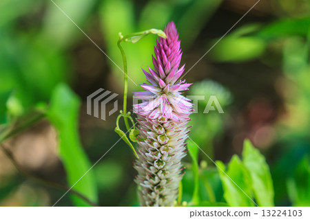 beautiful wild flower in forest beautiful wild flower in forest 13224103
