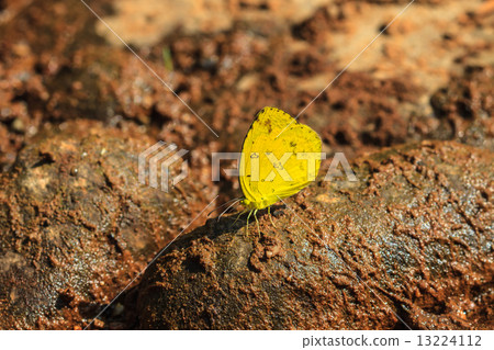 Beautiful Butterfly on ground 13224112