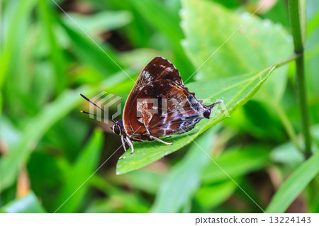 Beautiful Butterfly on ground 13224143