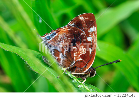 Beautiful Butterfly on ground 13224145