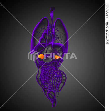 3d render medical illustration of the human adrenal glands 13224689