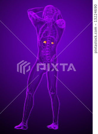 3d render medical illustration of the human adrenal glands 3d render medical illustration of the human adrenal glands 13224690