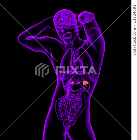 3d render medical illustration of the human adrenal glands 3d render medical illustration of the human adrenal glands 13224691