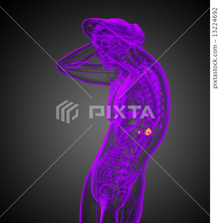 3d render medical illustration of the human adrenal glands 3d render medical illustration of the human adrenal glands 13224692