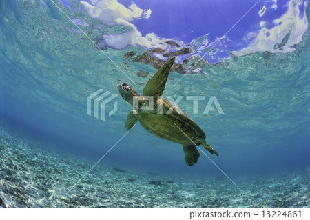 Sea turtle swimming at the beach Sea turtle swimming at the beach 13224861