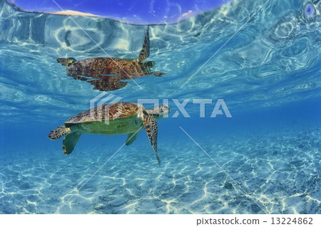 Sea turtle swimming at the beach Sea turtle swimming at the beach 13224862