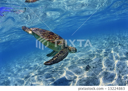 Sea turtle swimming at the beach 13224863