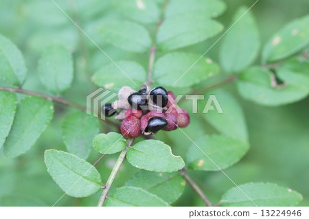 Fruits of Inuzanshou growing naturally in Zao-cho 13224946