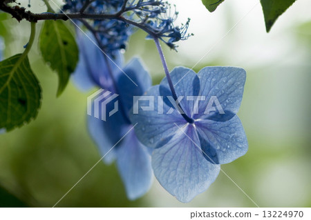 繡球 繡球 13224970