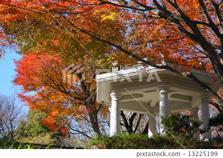 December Leaves Irohamomidge · Mapleaceae 144 Shinjuku Central Park 13225199