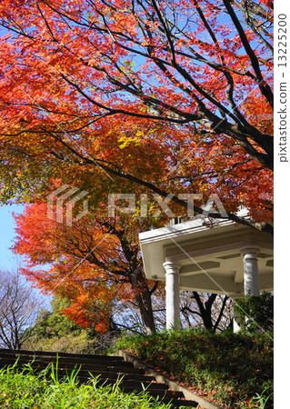 December leaves Irohomomidge · Mapleaceae 145 Shinjuku Central Park 13225200