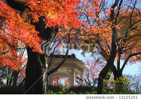December leaves Irohomomidge · Maple family 146 Shinjuku Central Park 13225201