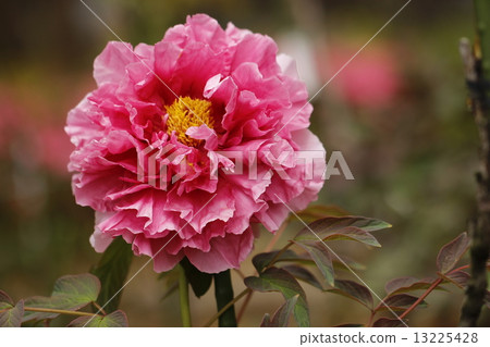Peony flower 13225428