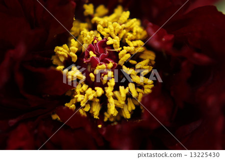 Peony flower 13225430