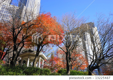 December Scenery and cityscape of the city 615 Shinjuku Central Park autumn leaves 13225487