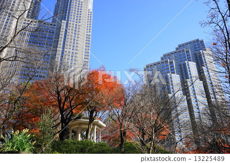 December Scenery and cityscape of the city 617 Shinjuku Central Park autumn leaves 13225489