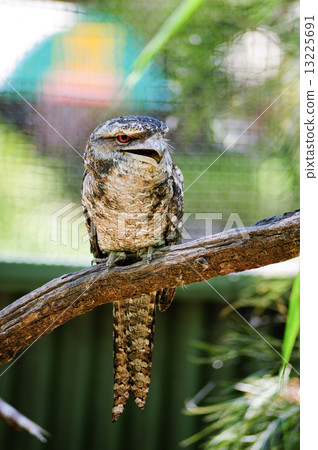 Frog mouse 13225691