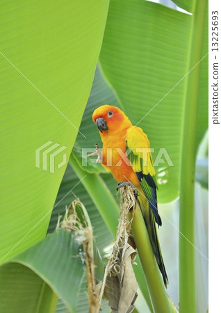 Kokane Mexico parakeet Kokane Mexico parakeet 13225693