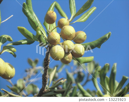 Towela fruit that began to be colored illuminated by the morning sun 13225923