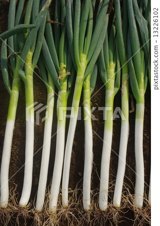 收穫後的蔥 13226102