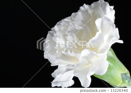Carnation Carnation 13226340