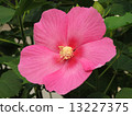 Pink flowers 13227375