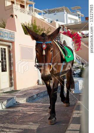 Donkey 13227985