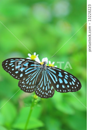 琉球淺木斑 13228223