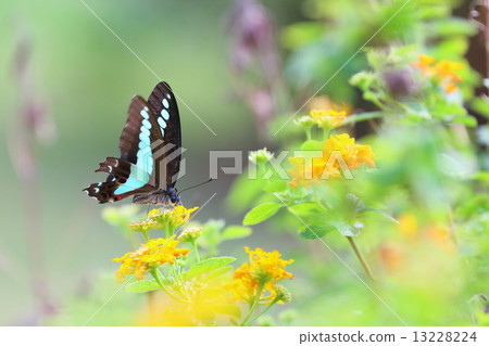 常見的青蠅 13228224