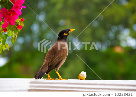 bird on window 13228421