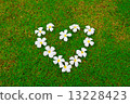 heart of flowers 13228423