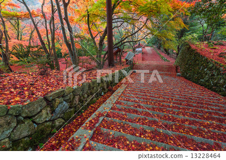 Late autumn Mt. 13228464