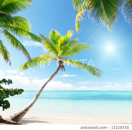 palms on Caribbean beach 13228558