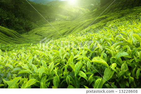 Tea plantation Cameron highlands, Malaysia 13228608