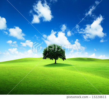 one tree and perfect grass field one tree and perfect grass field 13228611