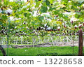 Grape field 1 Grape field 1 13228658