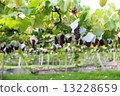 Grape field 2 Grape field 2 13228659