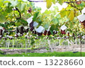 Grape field 3 Grape field 3 13228660