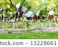 Grape field 4 Grape field 4 13228661
