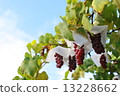 Grape field 5 Grape field 5 13228662