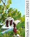 Grape field 6 Grape field 6 13228663