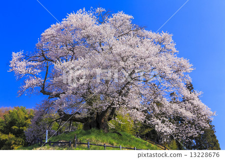 The seedling cherry tree 13228676