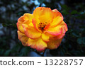 Yellow flower 13228757